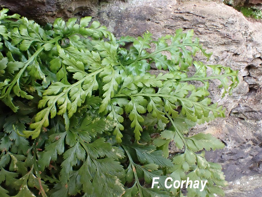 Asplenium adiantum-nigrum